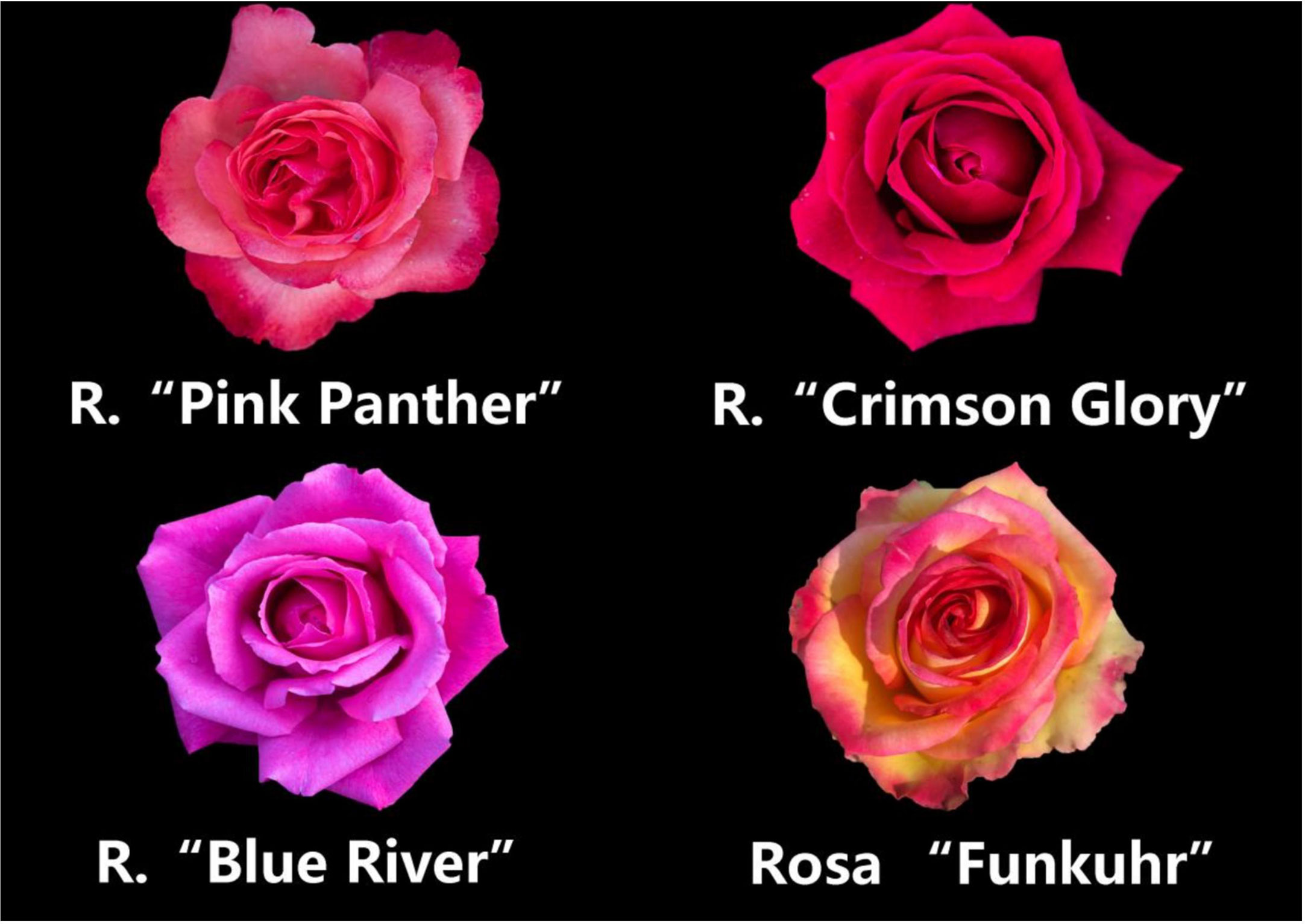 Frontiers | Characterization of volatiles in flowers from four Rosa ...