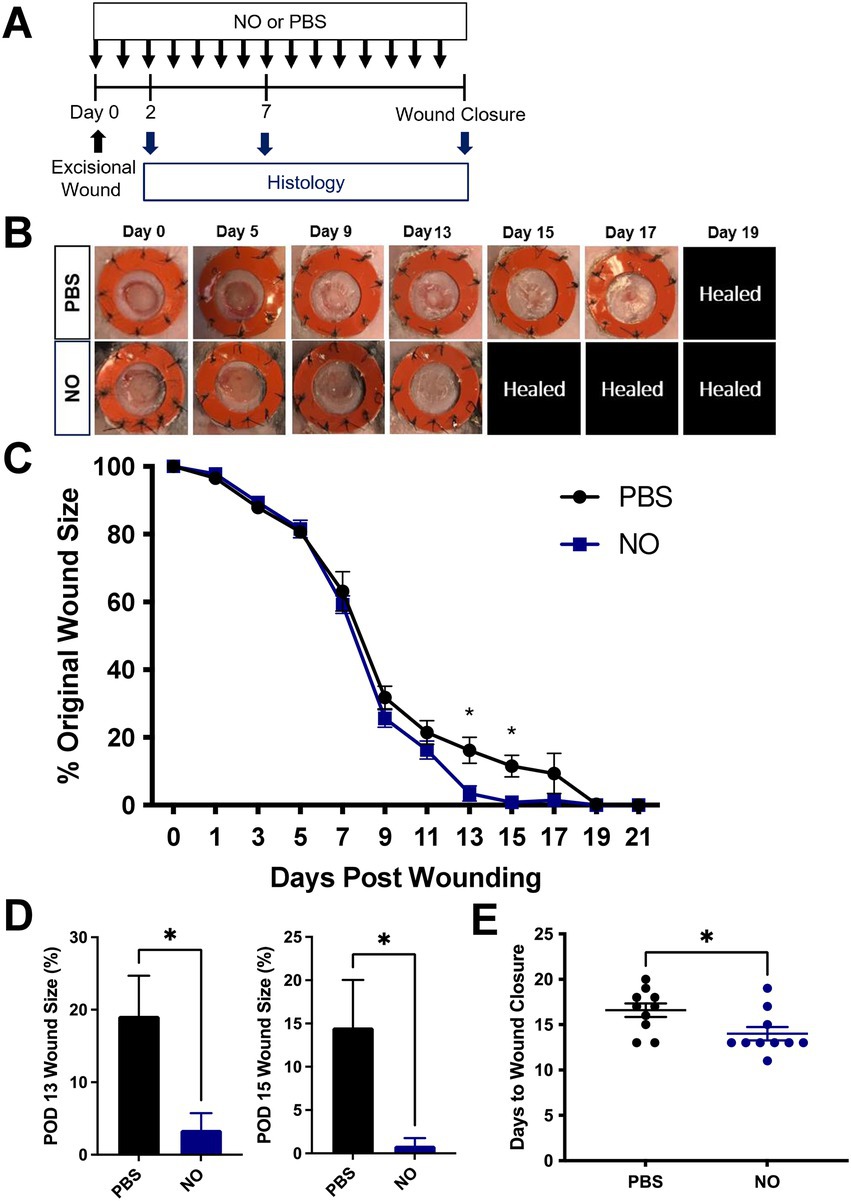 Frontiers  Nitric oxide-releasing gel accelerates healing in a diabetic  murine splinted excisional wound model