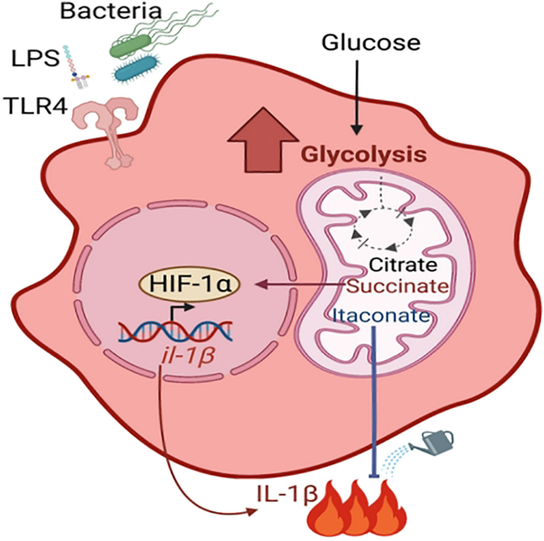 Frontiers  Selective Host Cell Death by Staphylococcus aureus: A Strategy  for Bacterial Persistence