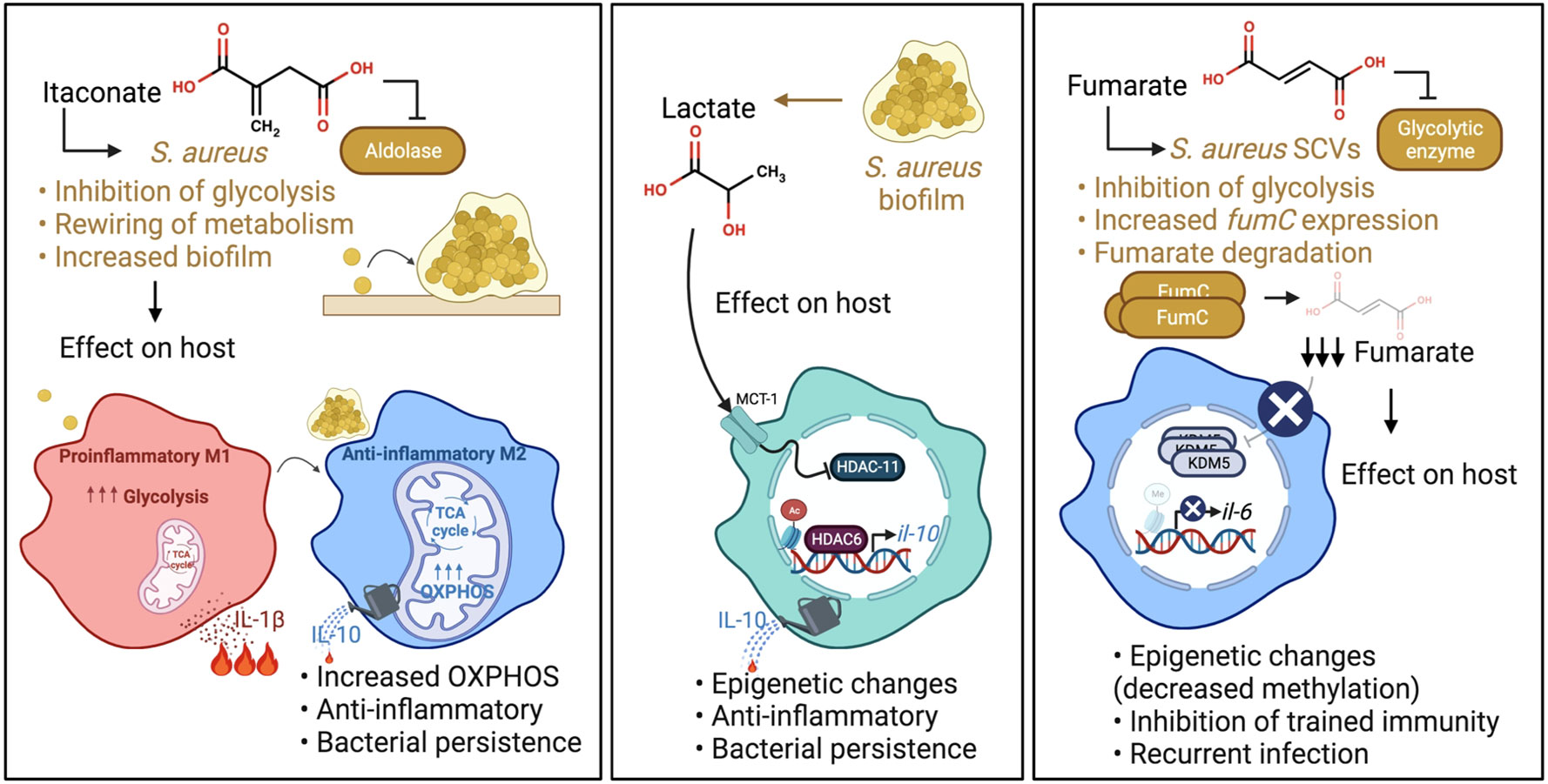 Staphylococcus aureus host interactions and adaptation