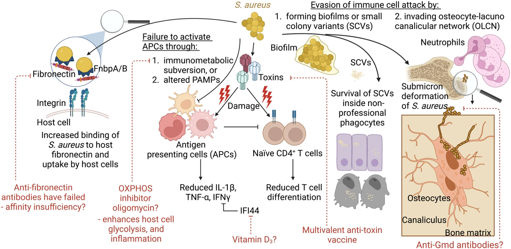 JCI - Staphylococcus aureus toxin suppresses antigen-specific T cell  responses