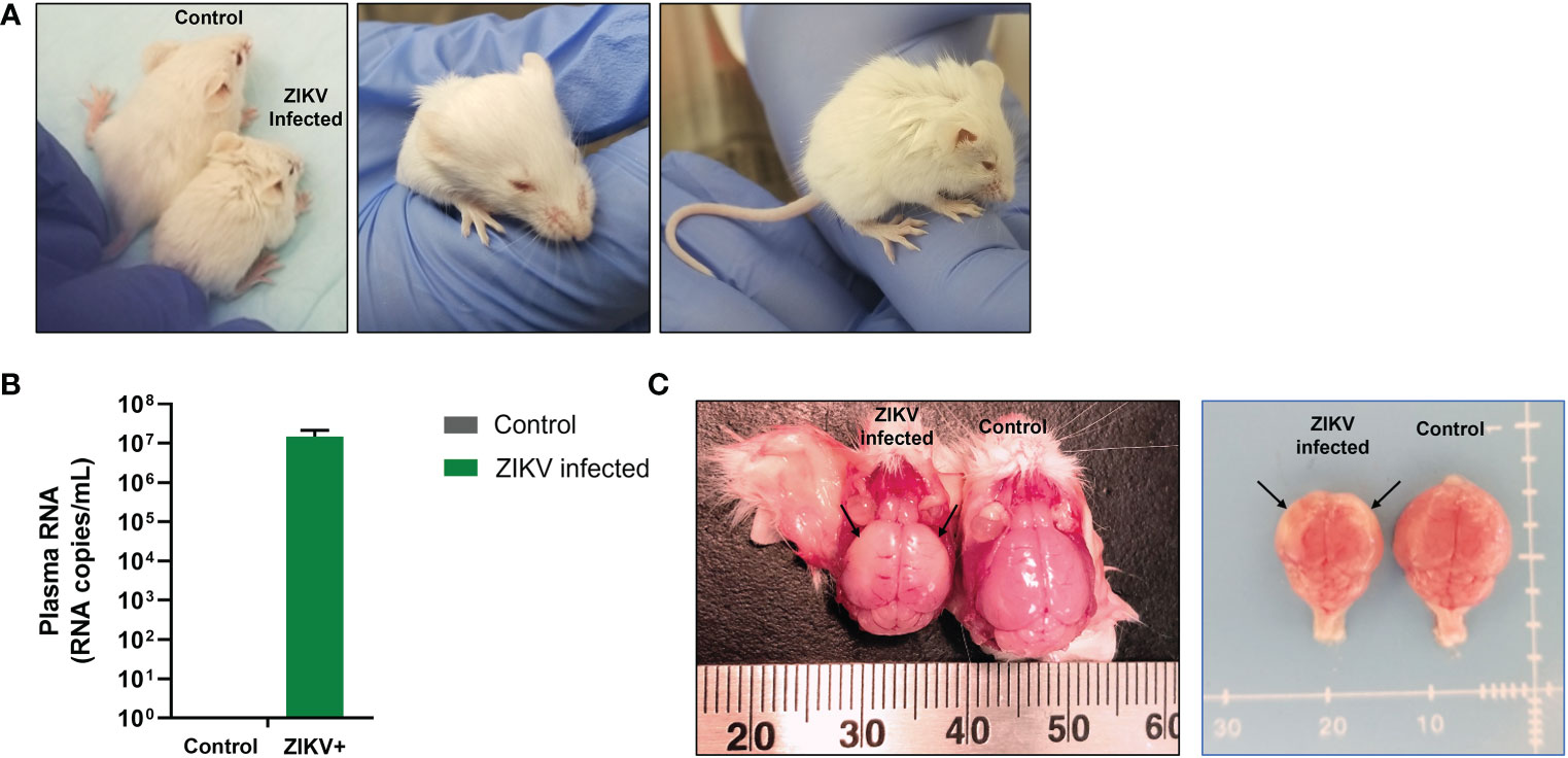 subcutaneous injection in mice