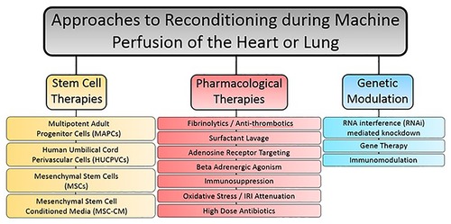 Frontiers  Thoracic organ machine perfusion: A review of concepts with a  focus on reconditioning therapies