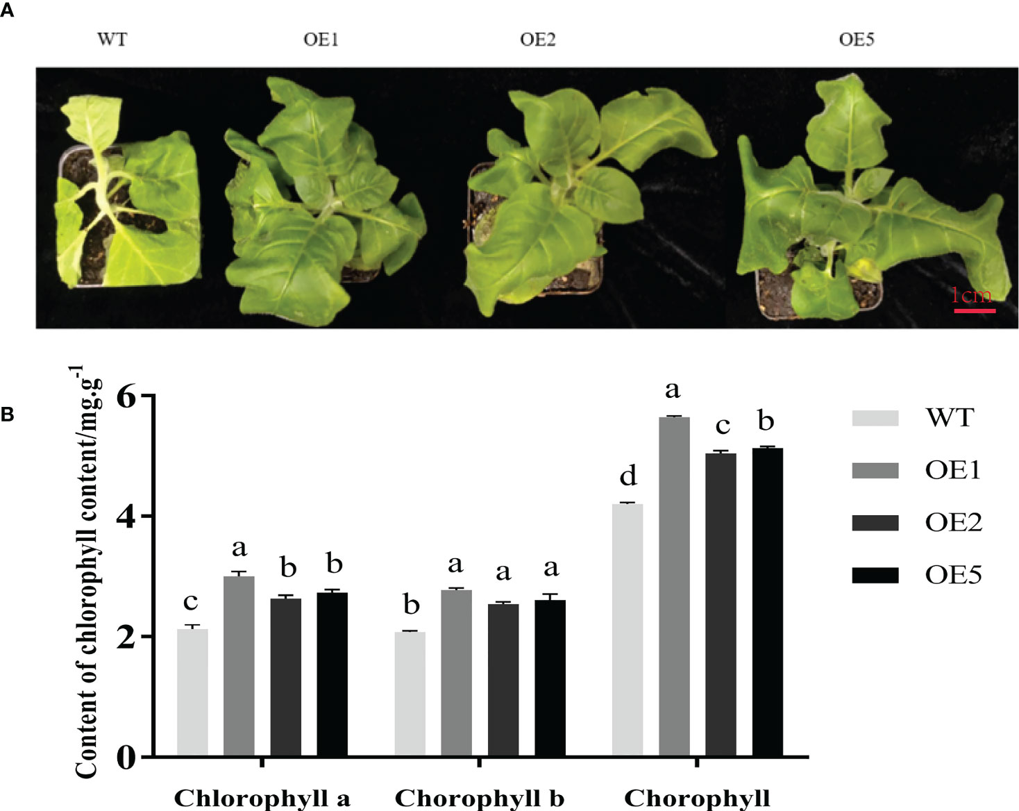 Frontiers | Ectopic overexpression of mulberry MnT5H2 enhances melatonin production and salt tolerance in tobacco Frontiers | Ectopic overexpression of mulberry MnT5H2 enhances melatonin production and salt tolerance in tobacco