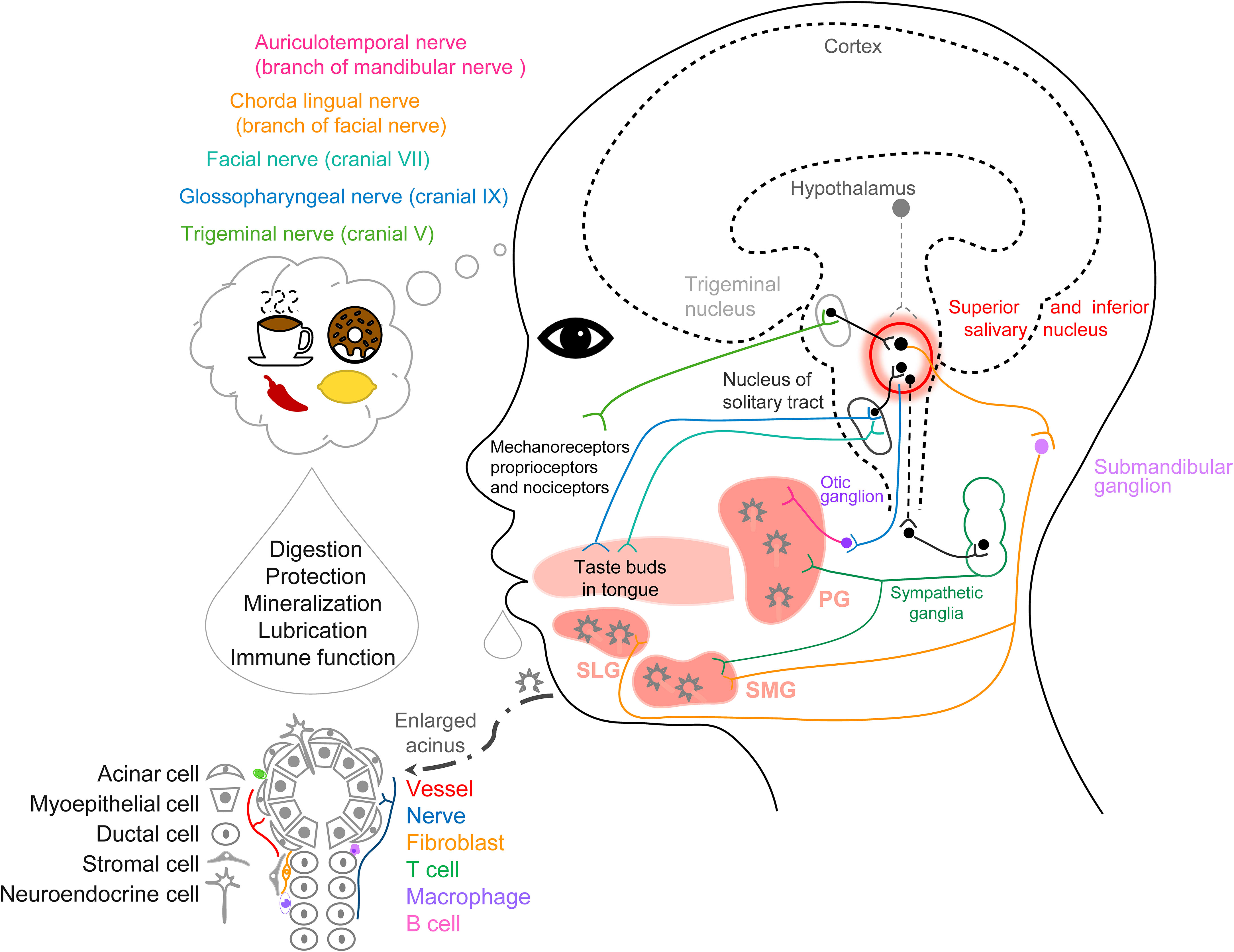 Short-term, acute effects and adaptations of SSGs: Summary table.