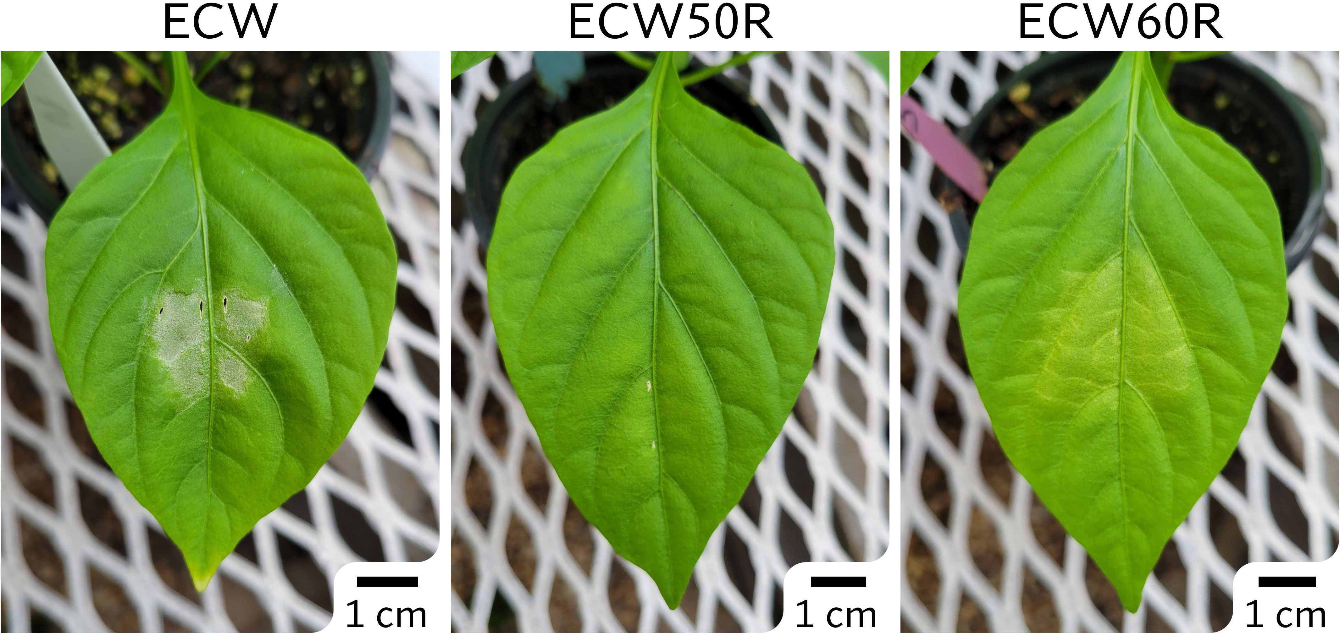 bs5 recessive resistances and of against Frontiers of | bacterial pepper spot Mapping bs6 the non-race-specific