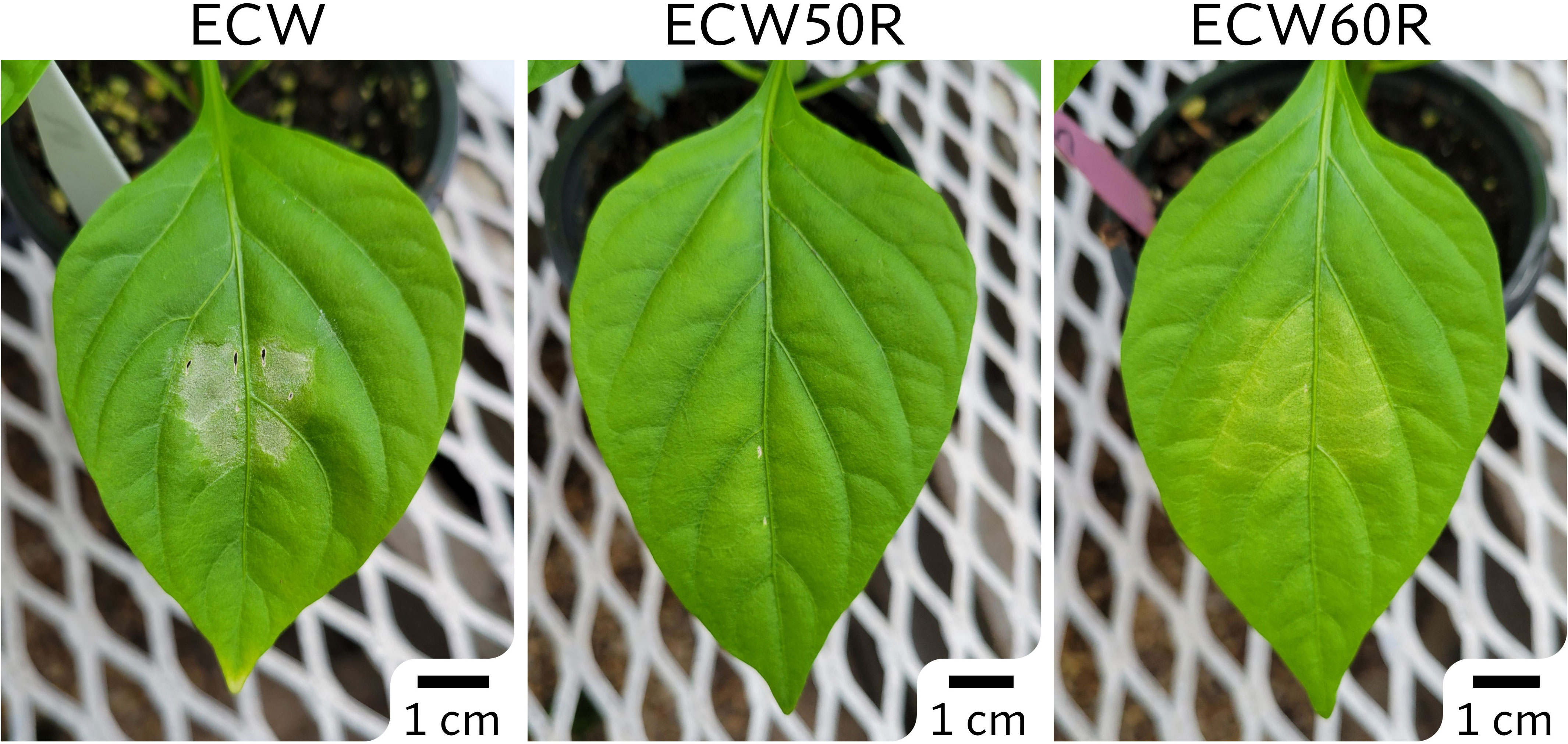 Frontiers | Mapping of the bs5 and bs6 non-race-specific recessive  resistances against bacterial spot of pepper