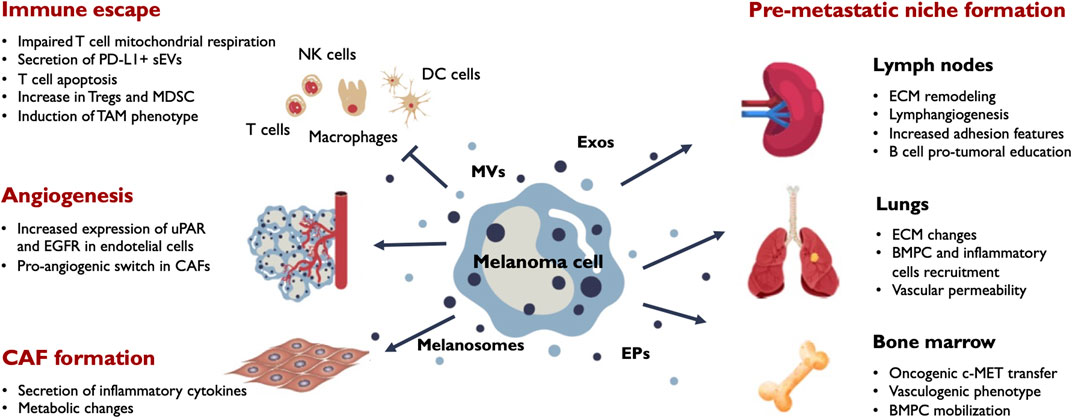 miR-130a and Tgfβ Content in Extracellular Vesicles Derived from