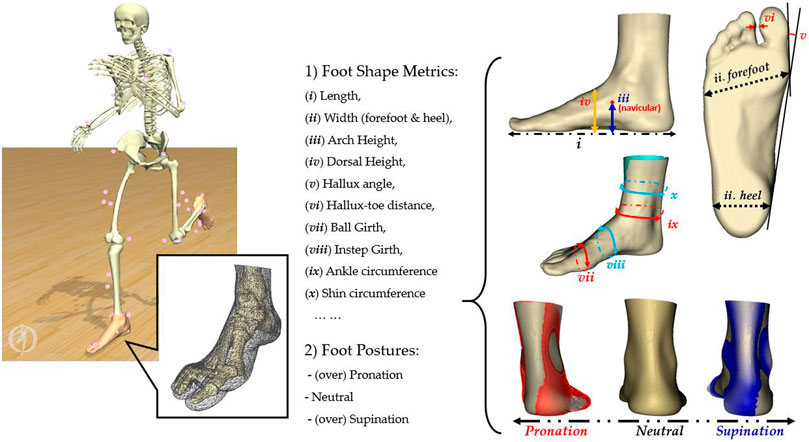 Supination (Foot Biomechanics) Explained - Types, Causes & Treatment