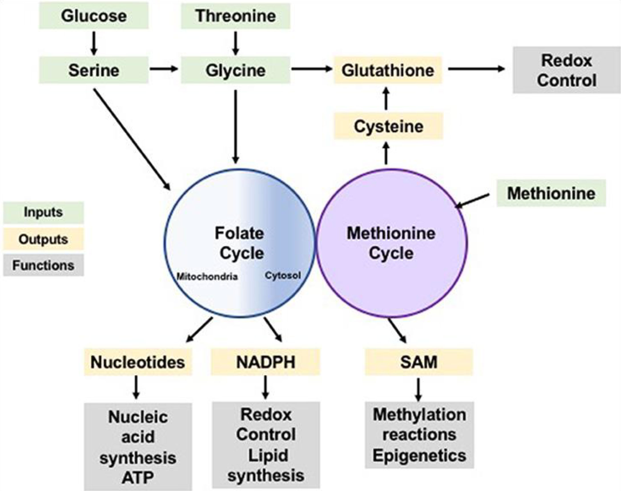 One carbon metabolism and early development: a diet-dependent destiny:  Trends in Endocrinology & Metabolism