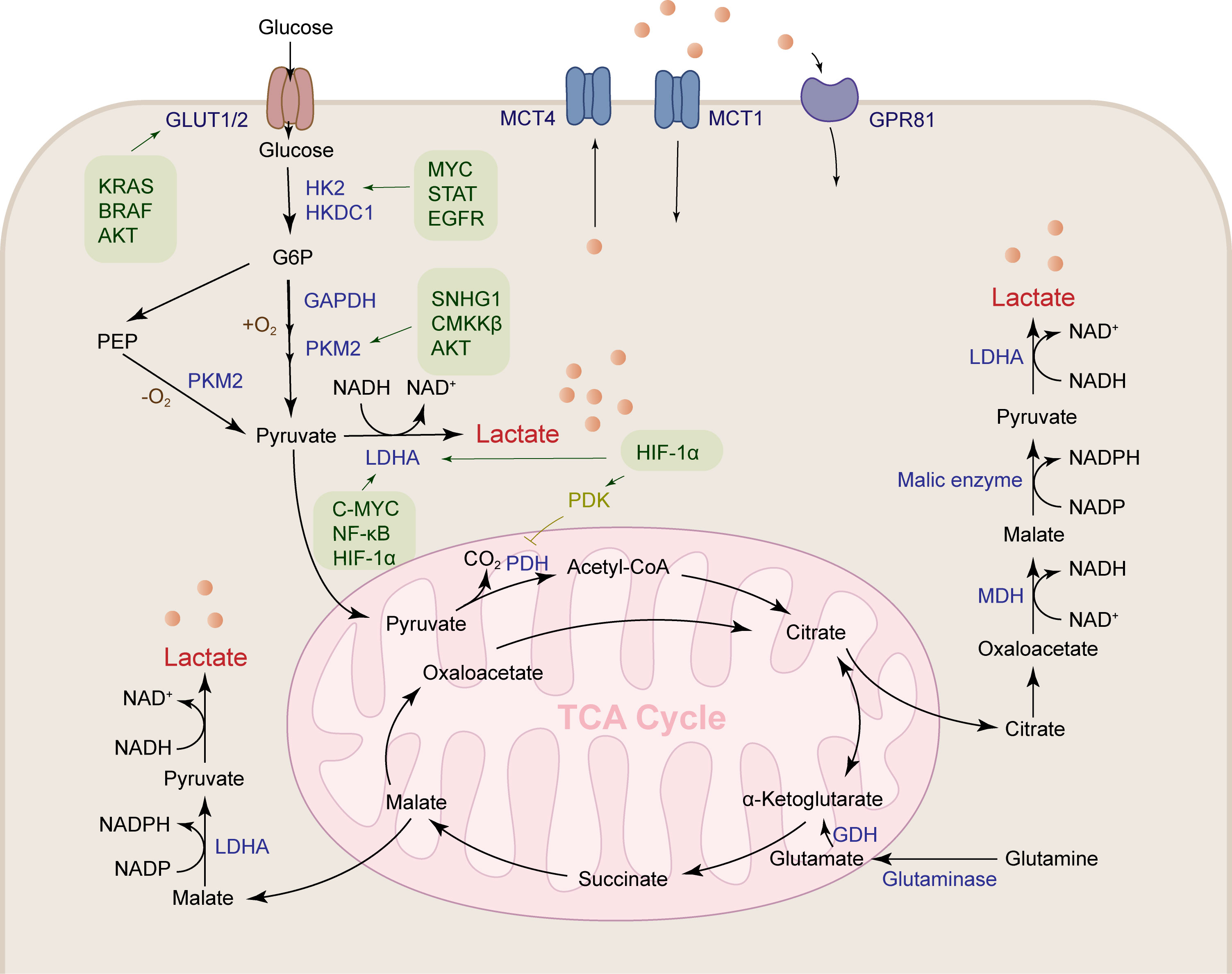 Frontiers | research progress of abnormal lactate metabolism and