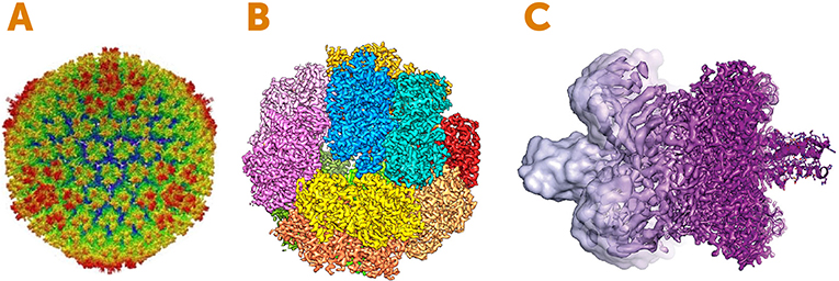 Figure 4 - Images created using electron cryomicroscopy.