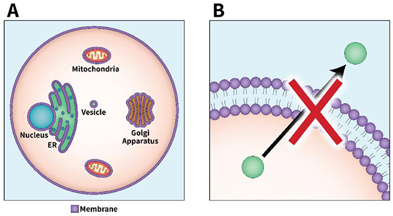 Figure 1 - A cell’s organelles are important for transporting materials.