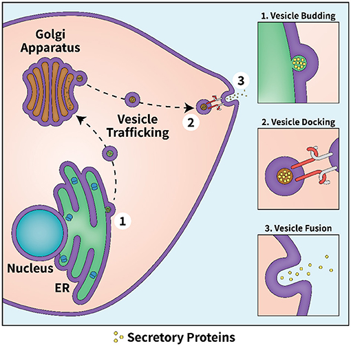 Figure 2 - The secretory pathway.