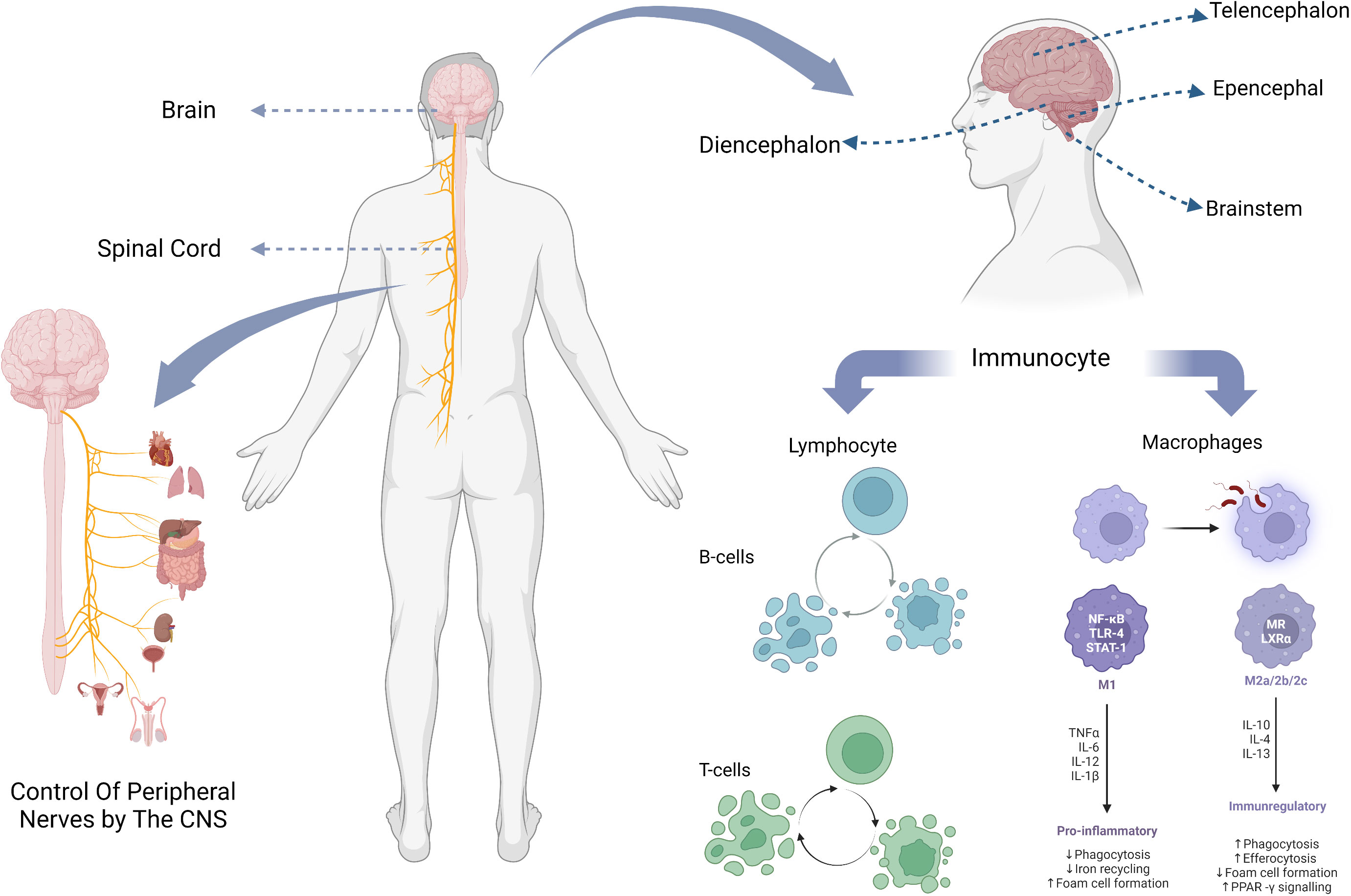 Frontiers | CNS and CNS diseases in relation to their immune system