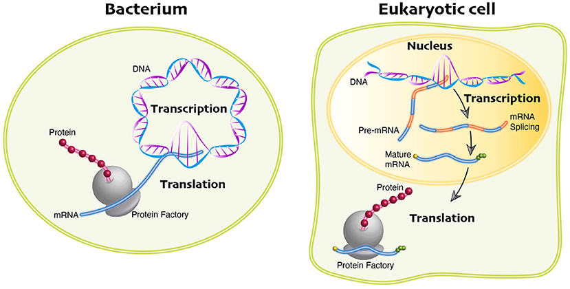 Figure 2 - Protein production in prokaryotic and eukaryotic cells.