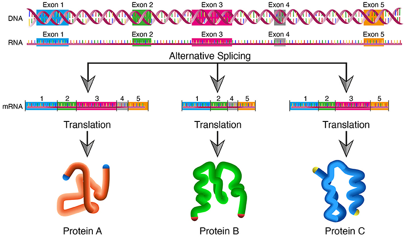 Figure 3 - Alternative splicing.