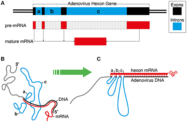 Figure 5 - Splicing of hexon mRNA.