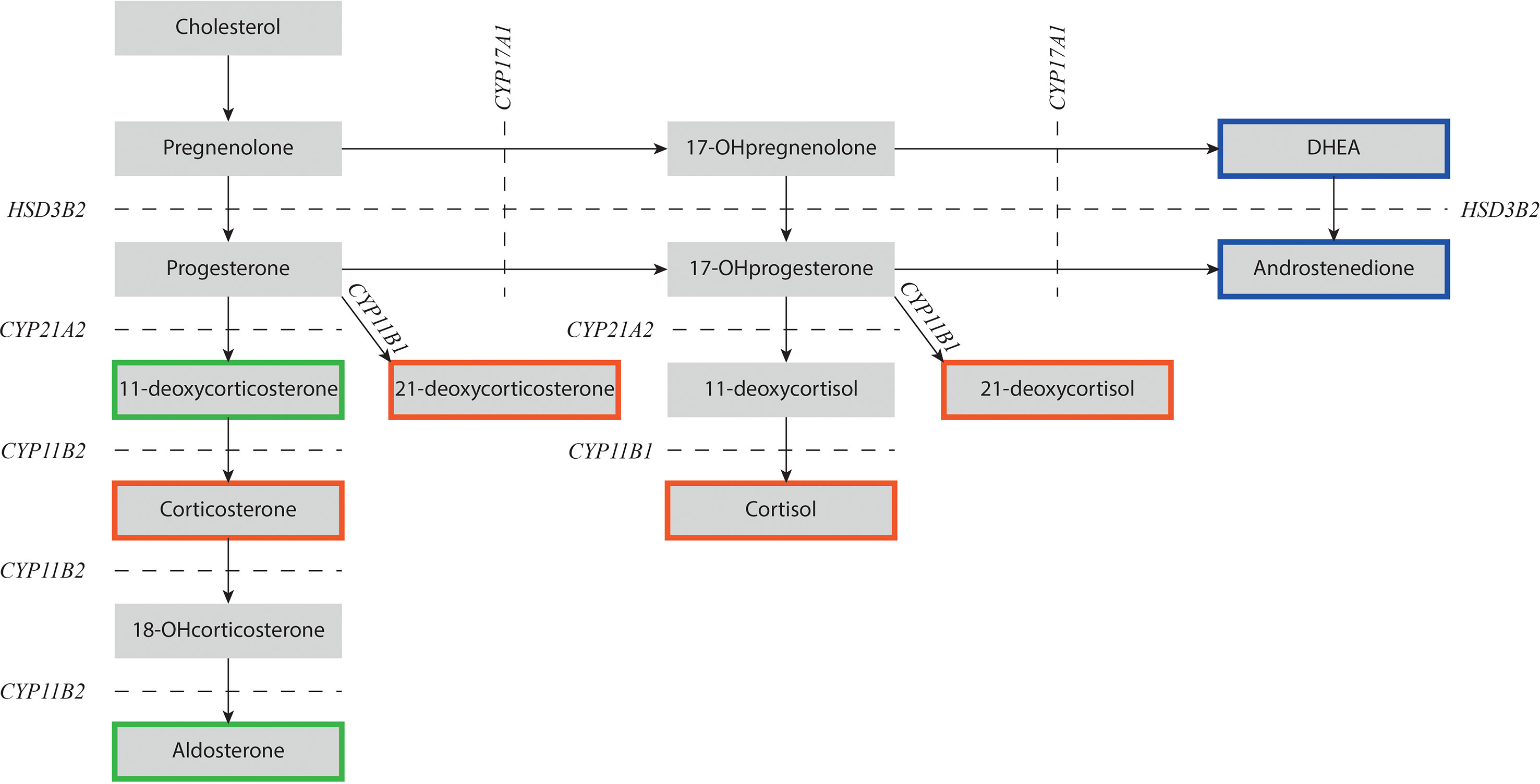 congenital adrenal hyperplasia chart