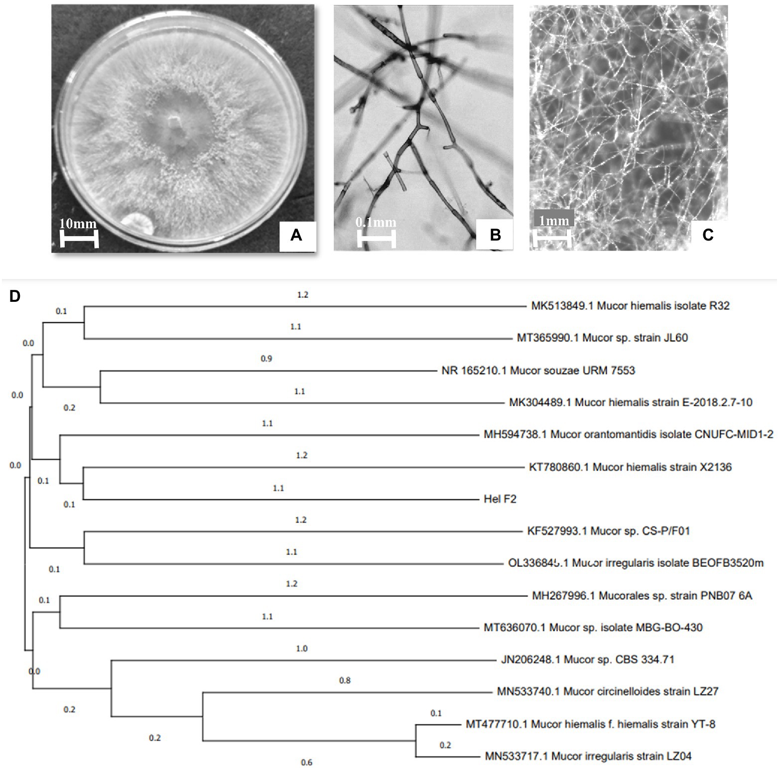 Frontiers  Drought alleviation efficacy of a galactose rich