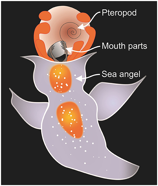 Figure 2 - A sea angel preying on a sea butterfly.