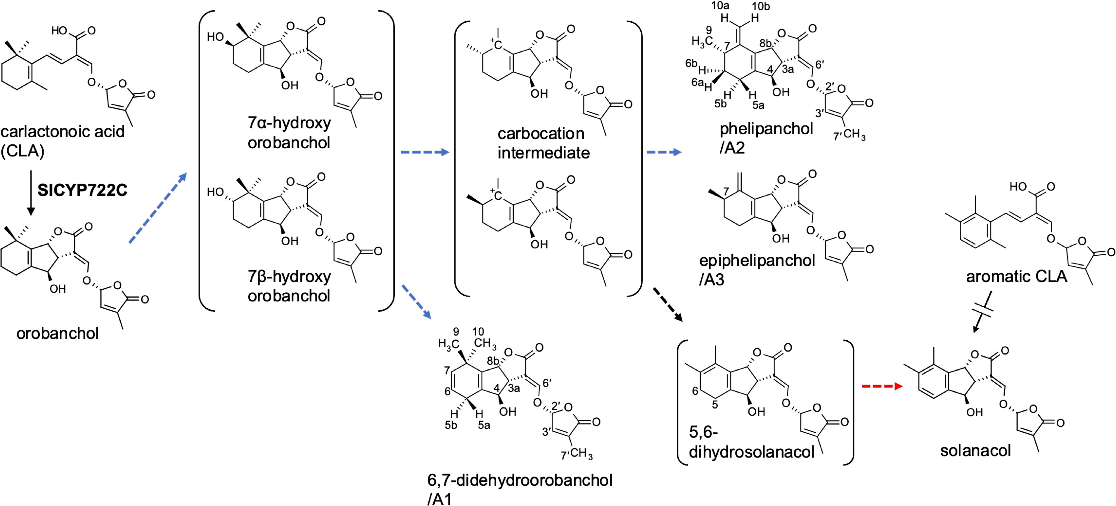 Frontiers | Identification of novel canonical strigolactones