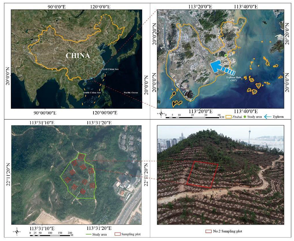 Frontiers  Growth patterns and environmental adaptions of the tree species  planted for ecological remediation in typhoon-disturbed areas—A case study  in Zhuhai, China