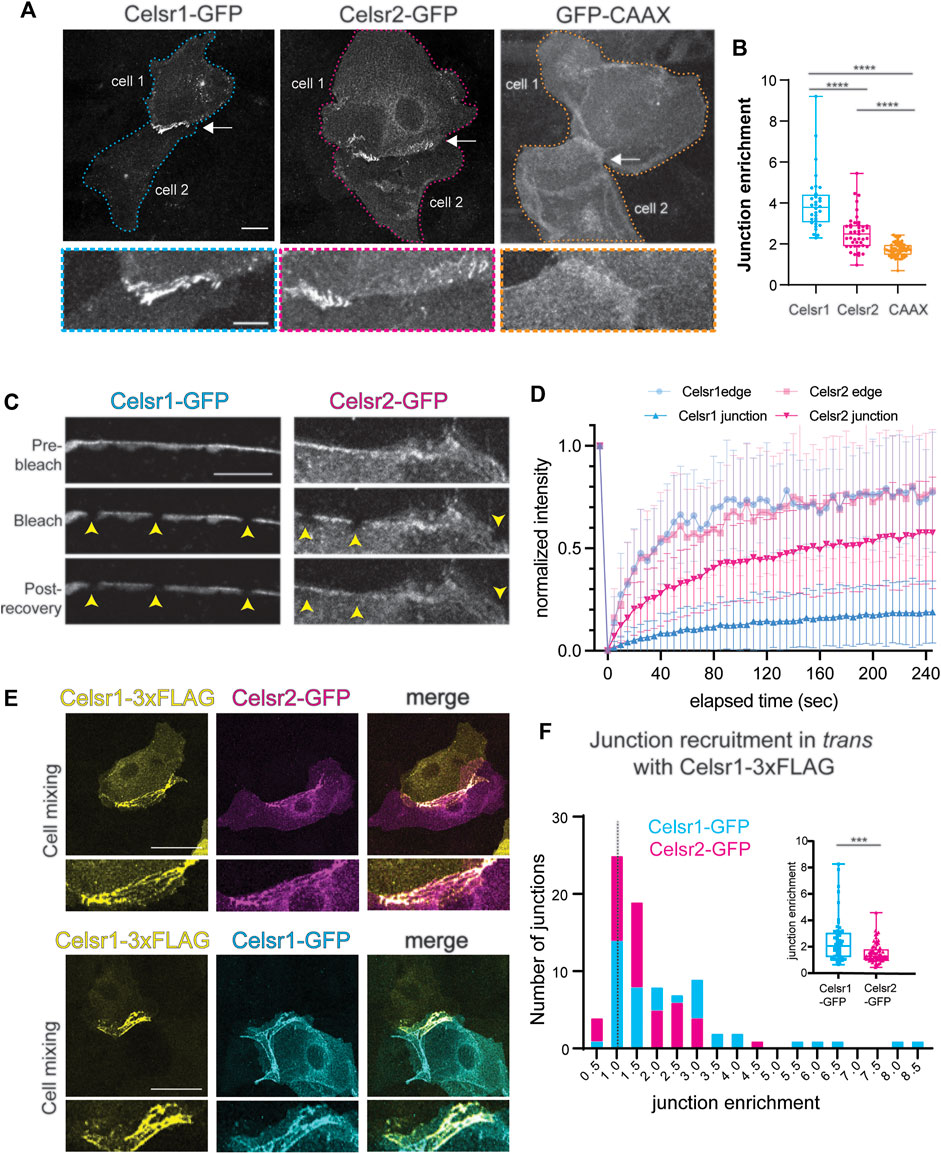 Celsr3 is required in motor neurons to steer their axons in the