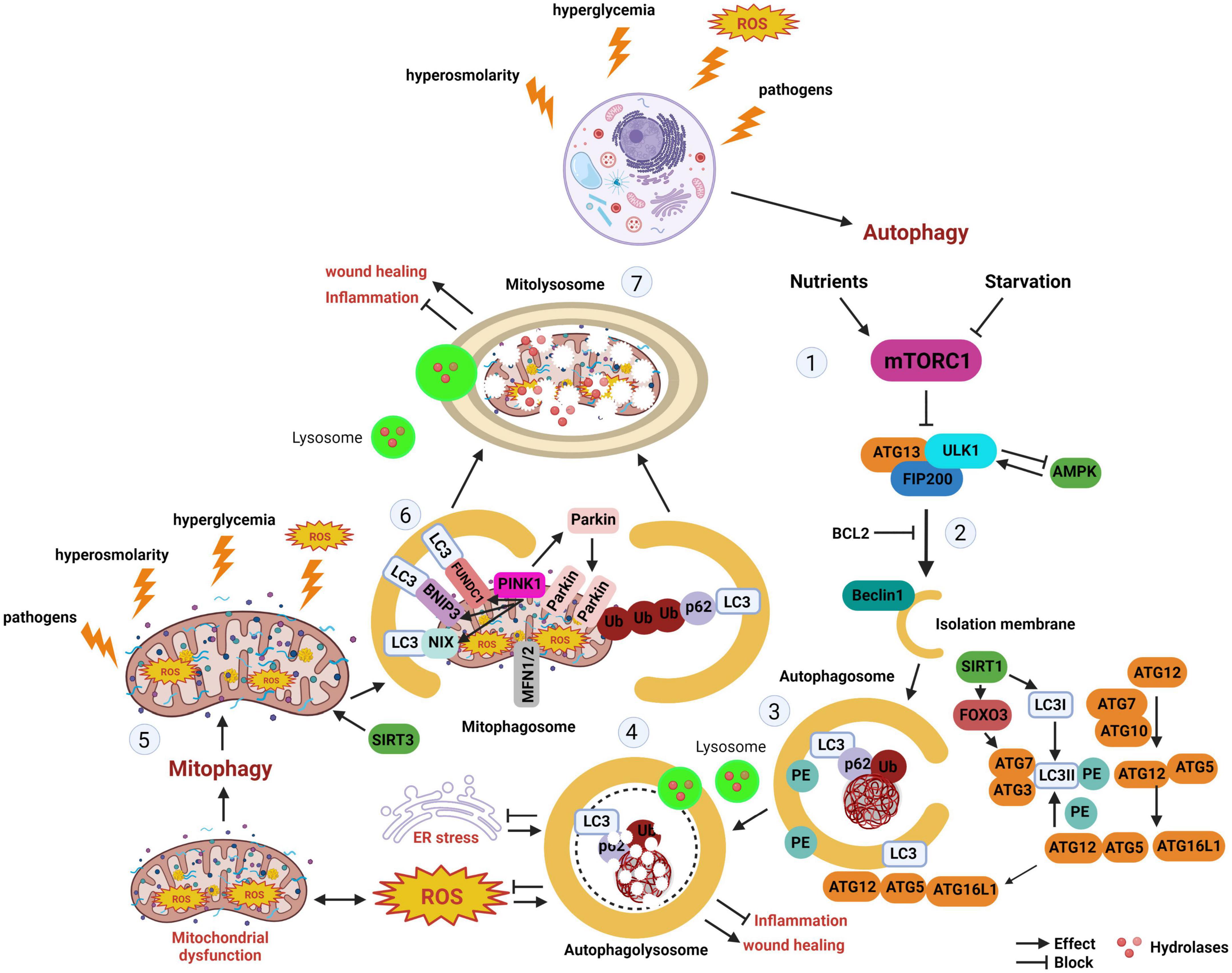 Frontiers | The roles of autophagy and mitophagy in corneal