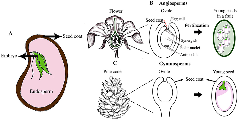 Figure 1 - (A) The three main parts of a seed.