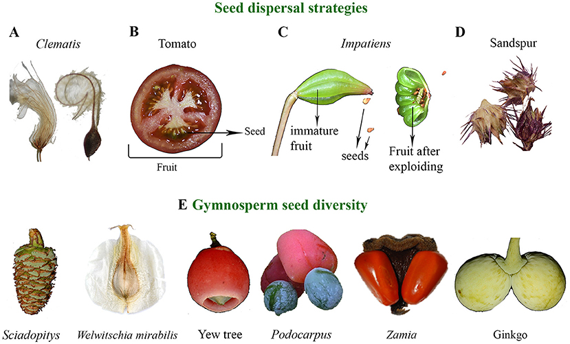 Figure 2 - Seeds have a variety of structures and functions.