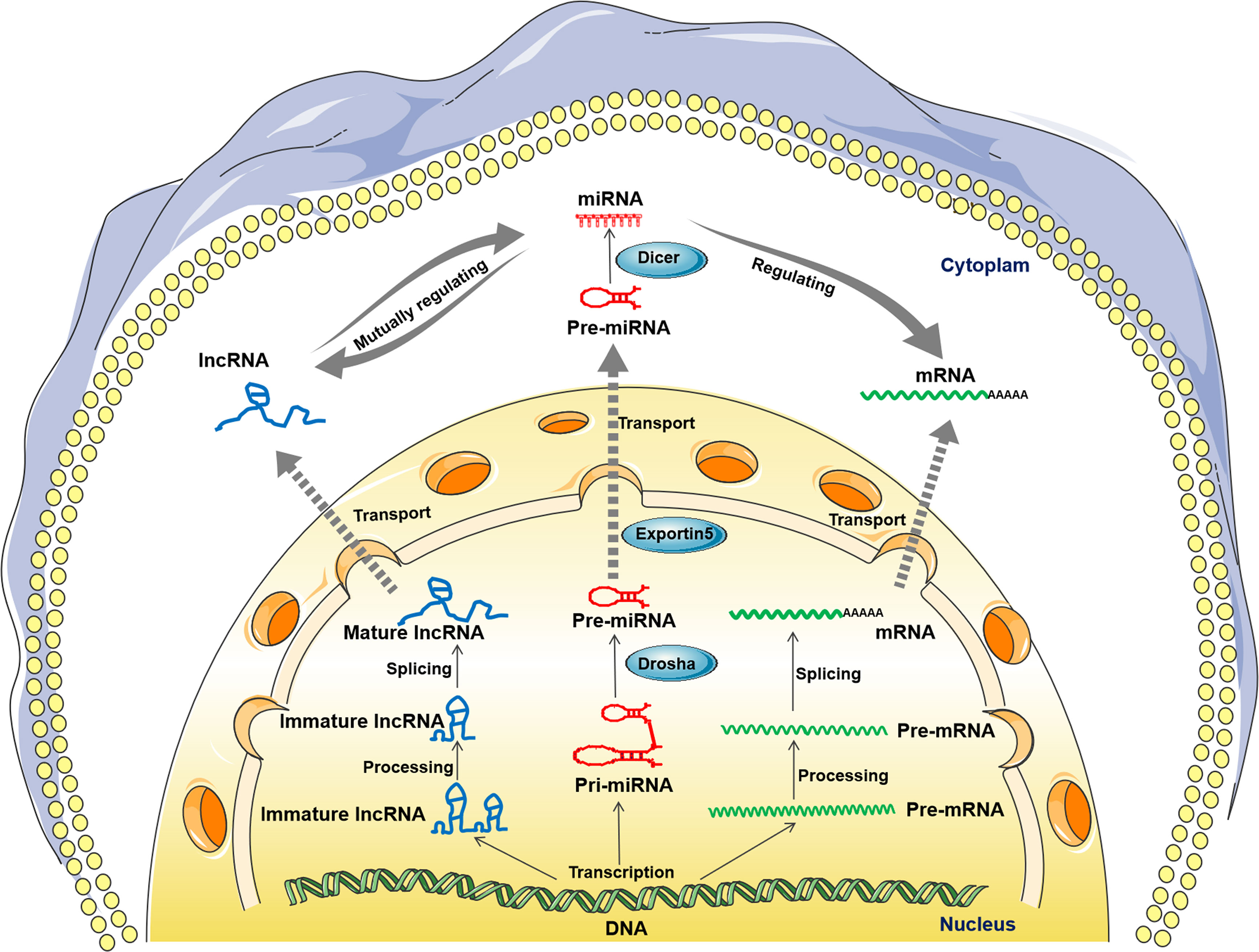 Frontiers  MicroRNAs, long non-coding RNAs, and circular RNAs and