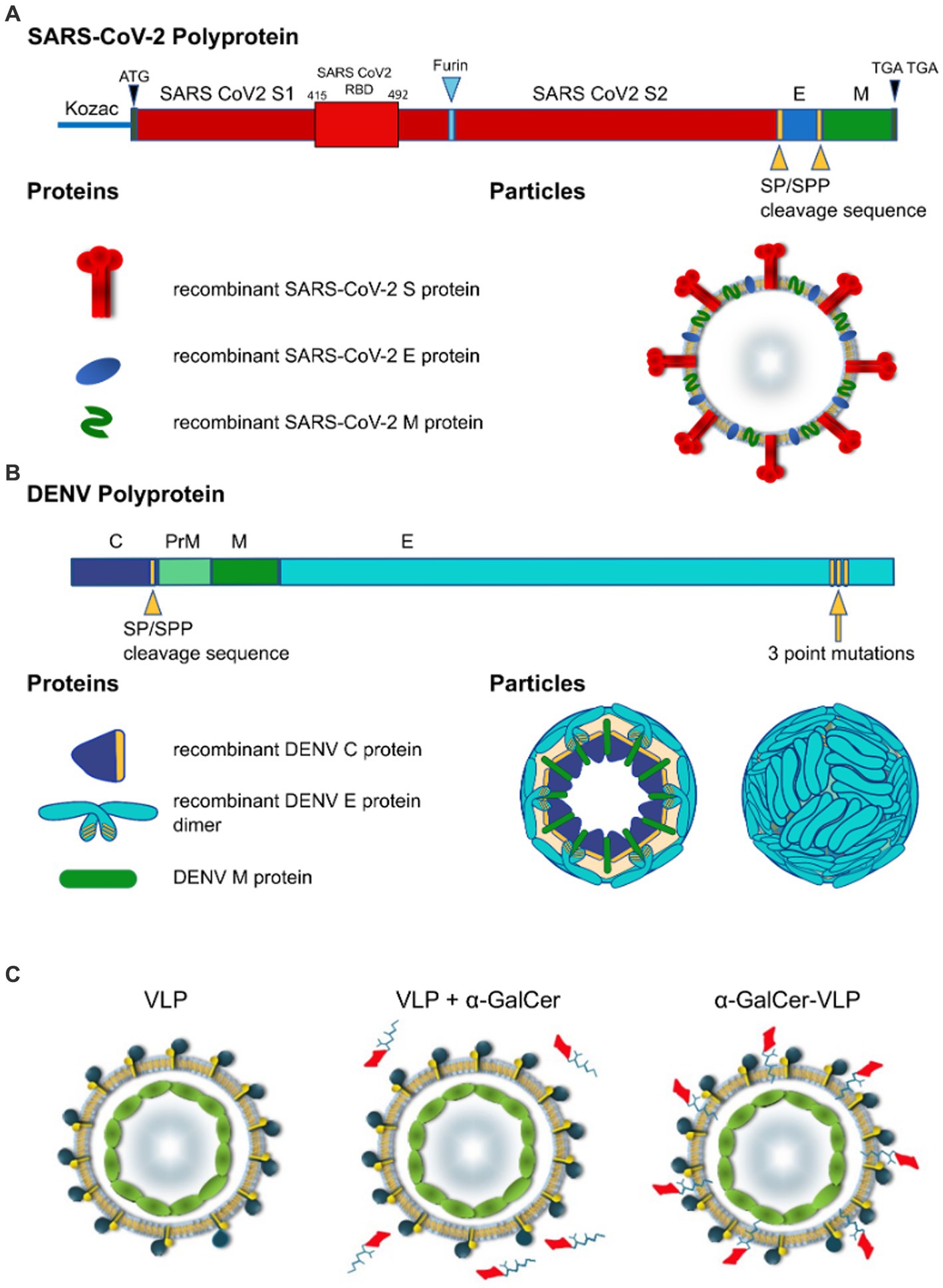 Frontiers  Development of virus-like particles with inbuilt