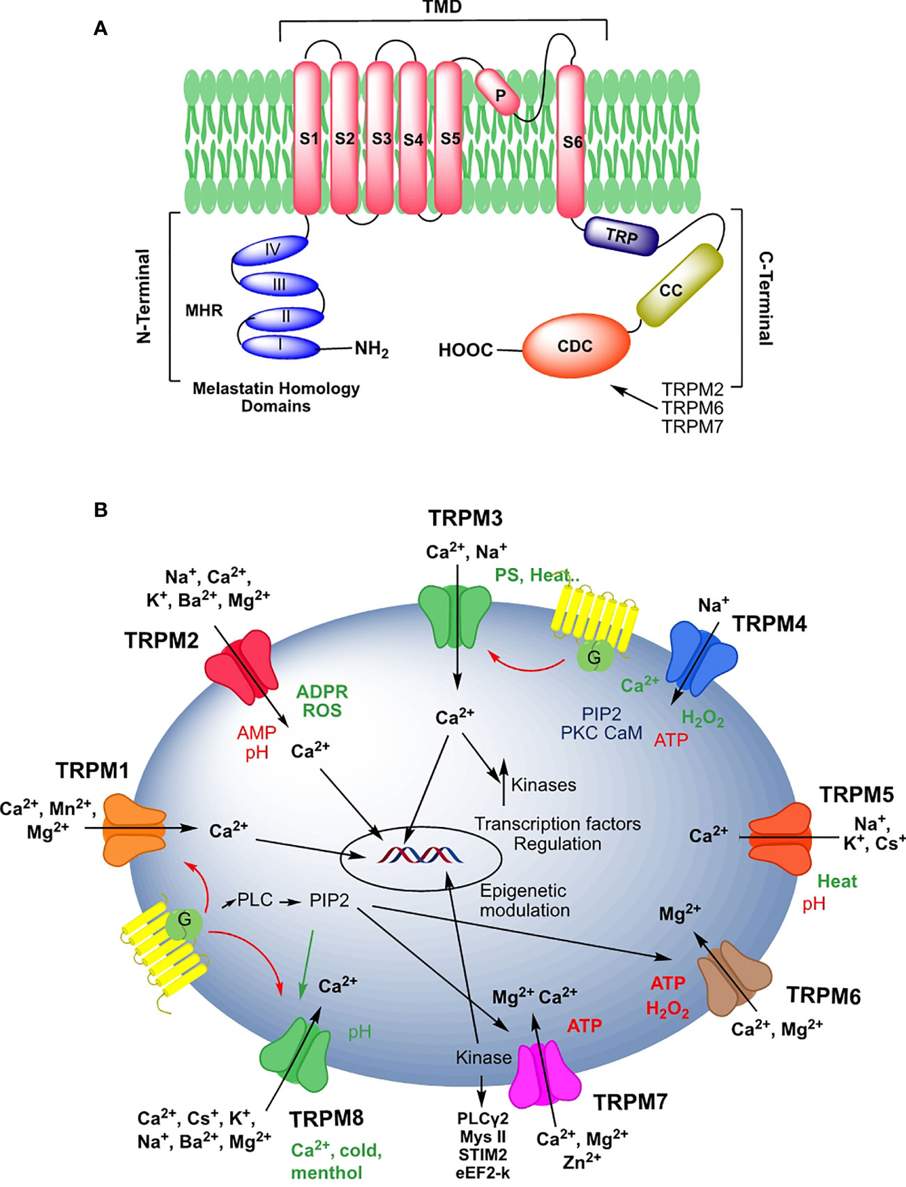 Frontiers  On the modulation of TRPM channels: Current perspectives and  anticancer therapeutic implications
