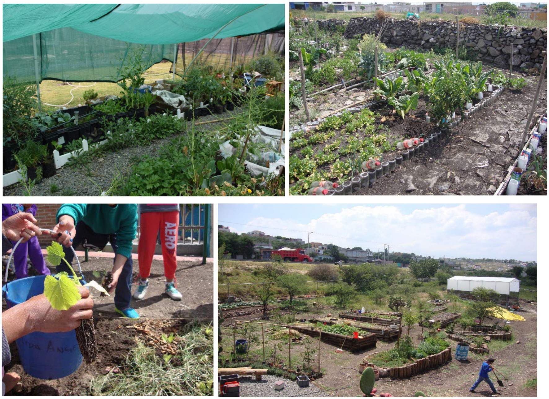 Frontiers  Urban agroecology enhances agrobiodiversity and resilient,  biocultural food systems. The case of the semi-dryland and medium-sized  Querétaro City, Mexico