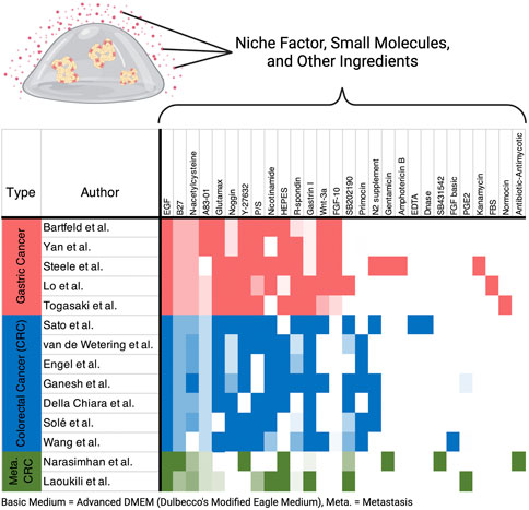 Frontiers  Cancer organoid applications to investigate chemotherapy  resistance