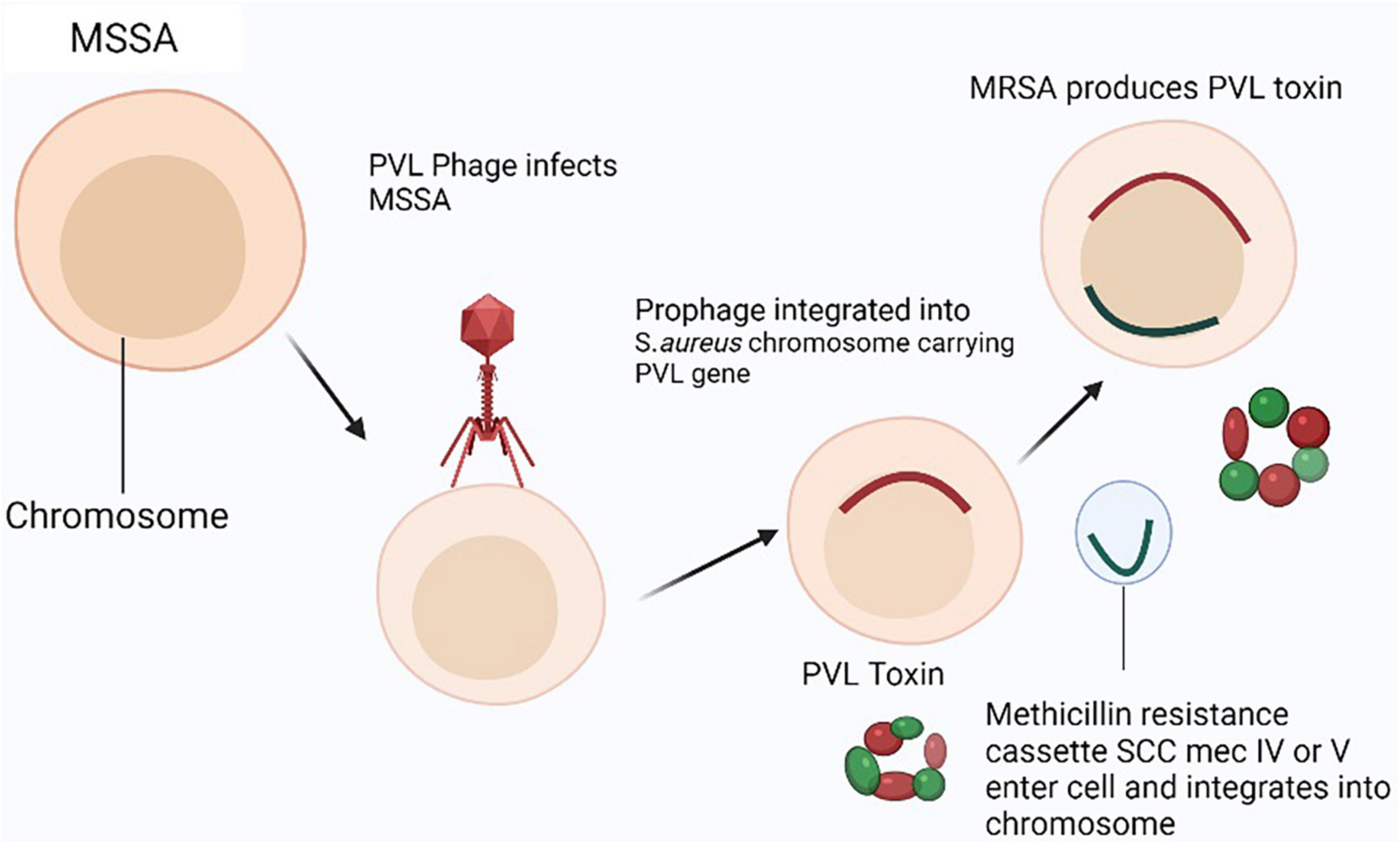 Staphylococcus aureus: symptoms, transferability, treatment