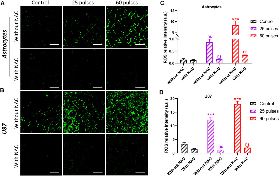 LIVE/DEAD Cell assay. a Control for live cells (normal astrocytes