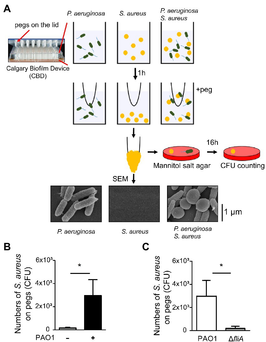 Staphylococcus epidermidis: Trends in Microbiology