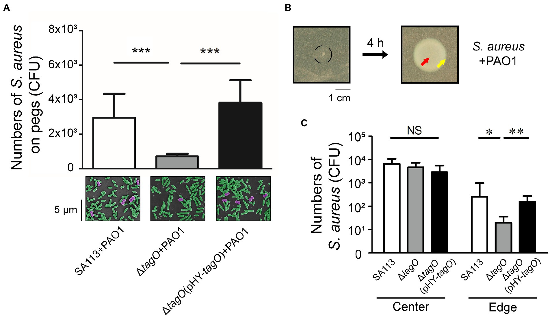 Staphylococcus aureus forms spreading dendrites that have characteristics  of active motility