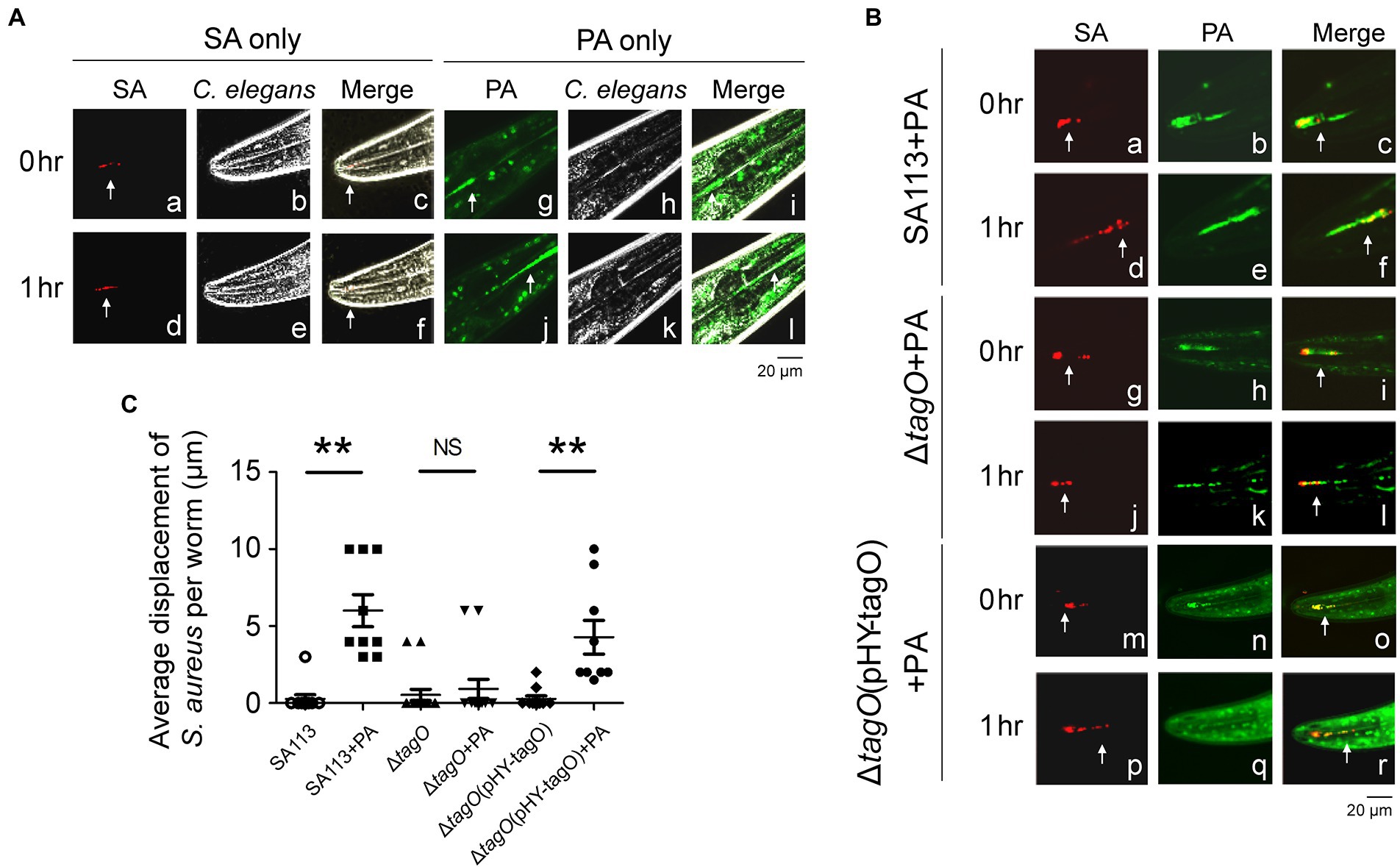 Staphylococcus aureus forms spreading dendrites that have characteristics  of active motility