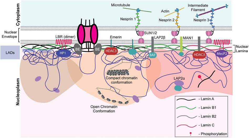 Pan-cancer atlas of somatic core and linker histone mutations