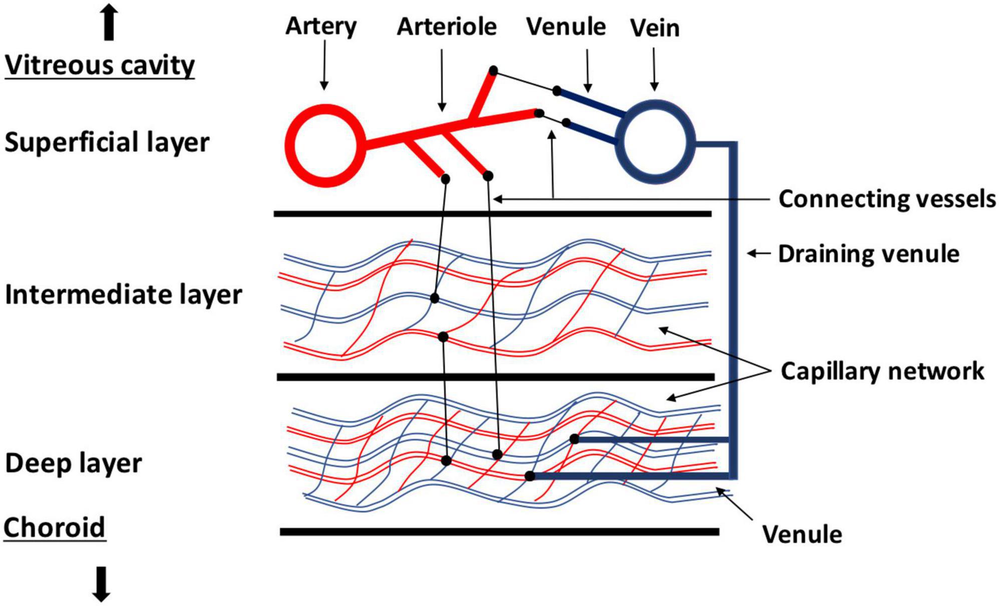 Frontiers  Retinal Vessel Responses to Flicker Stimulation Are