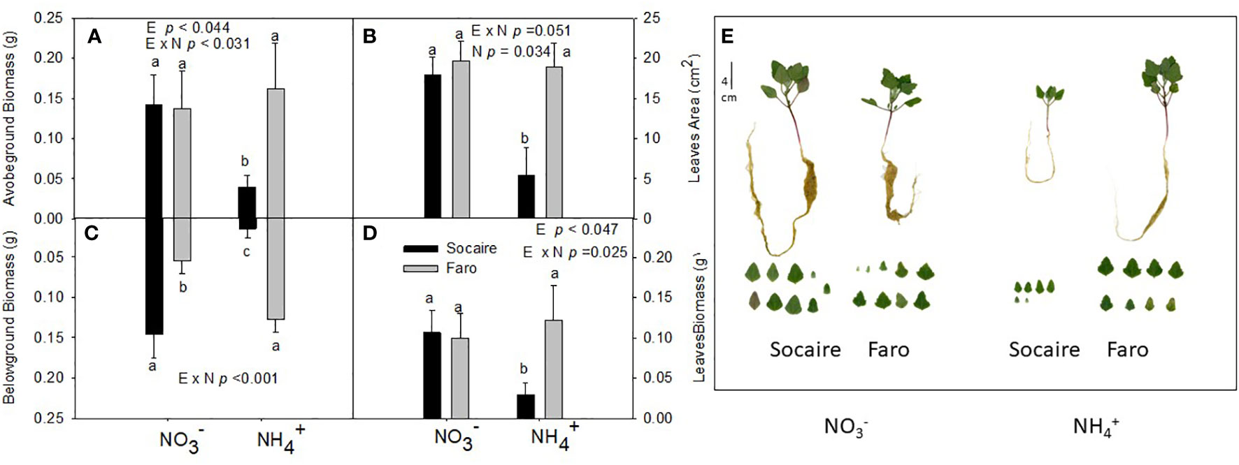 Frontiers  Wood density is related to aboveground biomass and productivity  along a successional gradient in upper Andean tropical forests