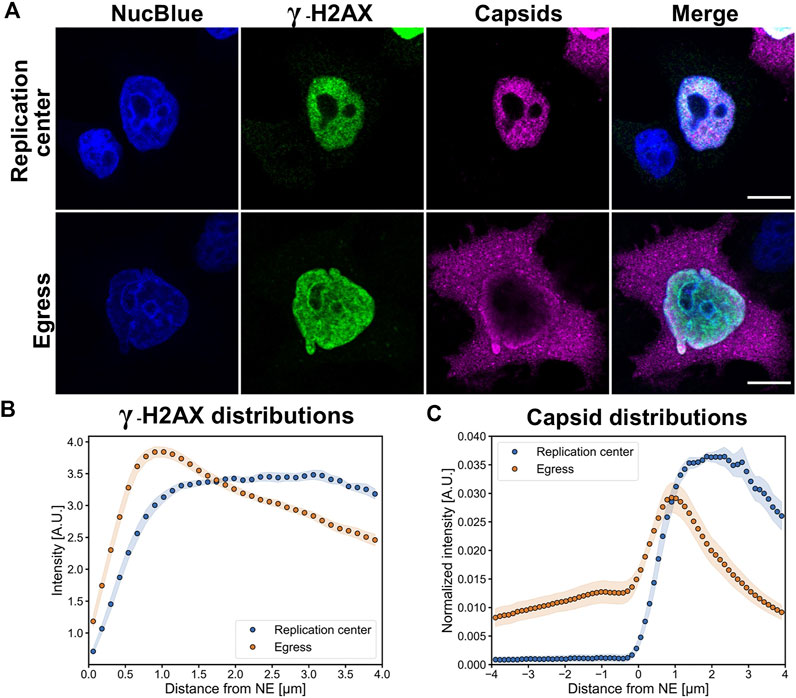 HN1 overexpression after Nocodazole Block (post-G2) using transient