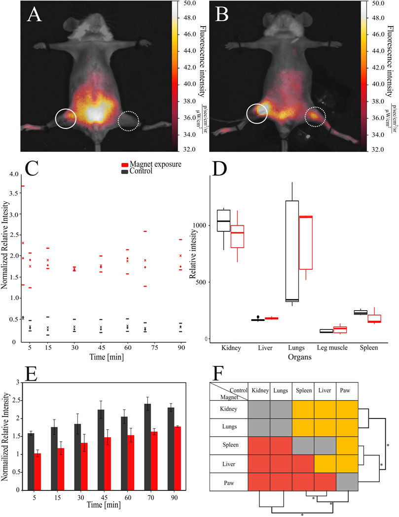 Frontiers Modification of bacterial cells for in vivo remotely guided systems