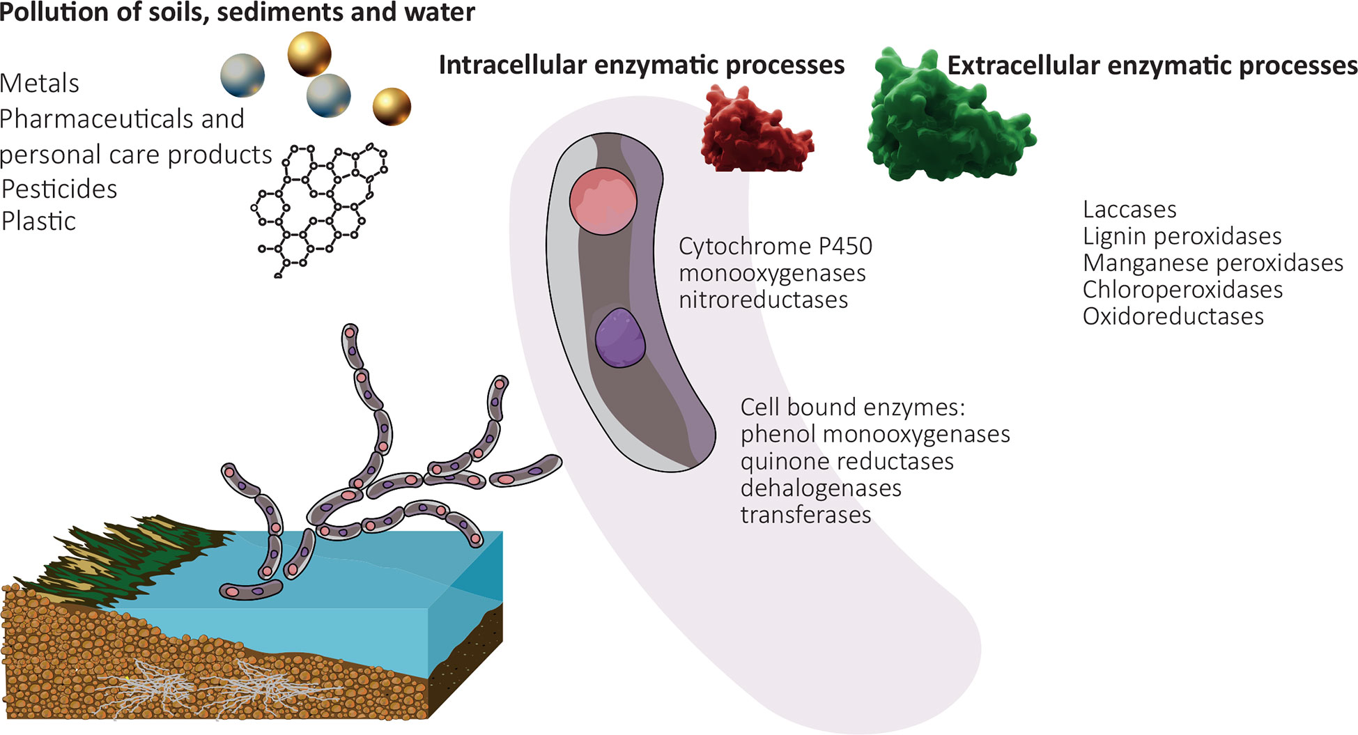 PDF) Heavy metal toxicity and possible Functional aspects of microbial  diversity in heavy metal contaminated sites: Microbial genomics in  sustainable agrosystems