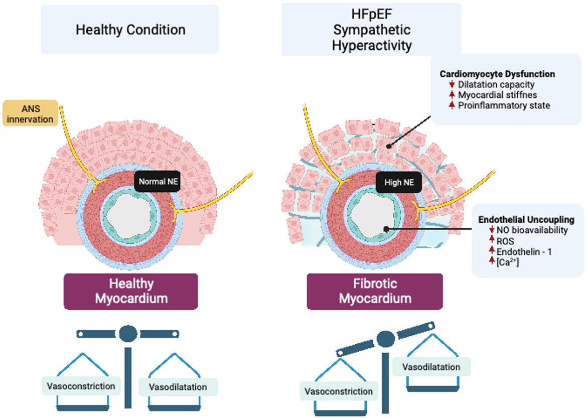 Frontiers Vascular dysfunction in HFpEF Potential role in the