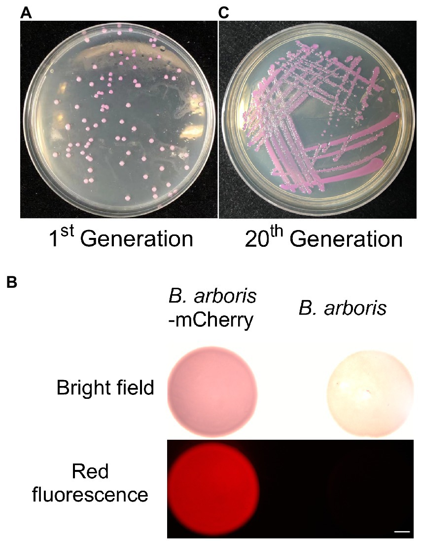 Frontiers  First generation of multifunctional peptides derived