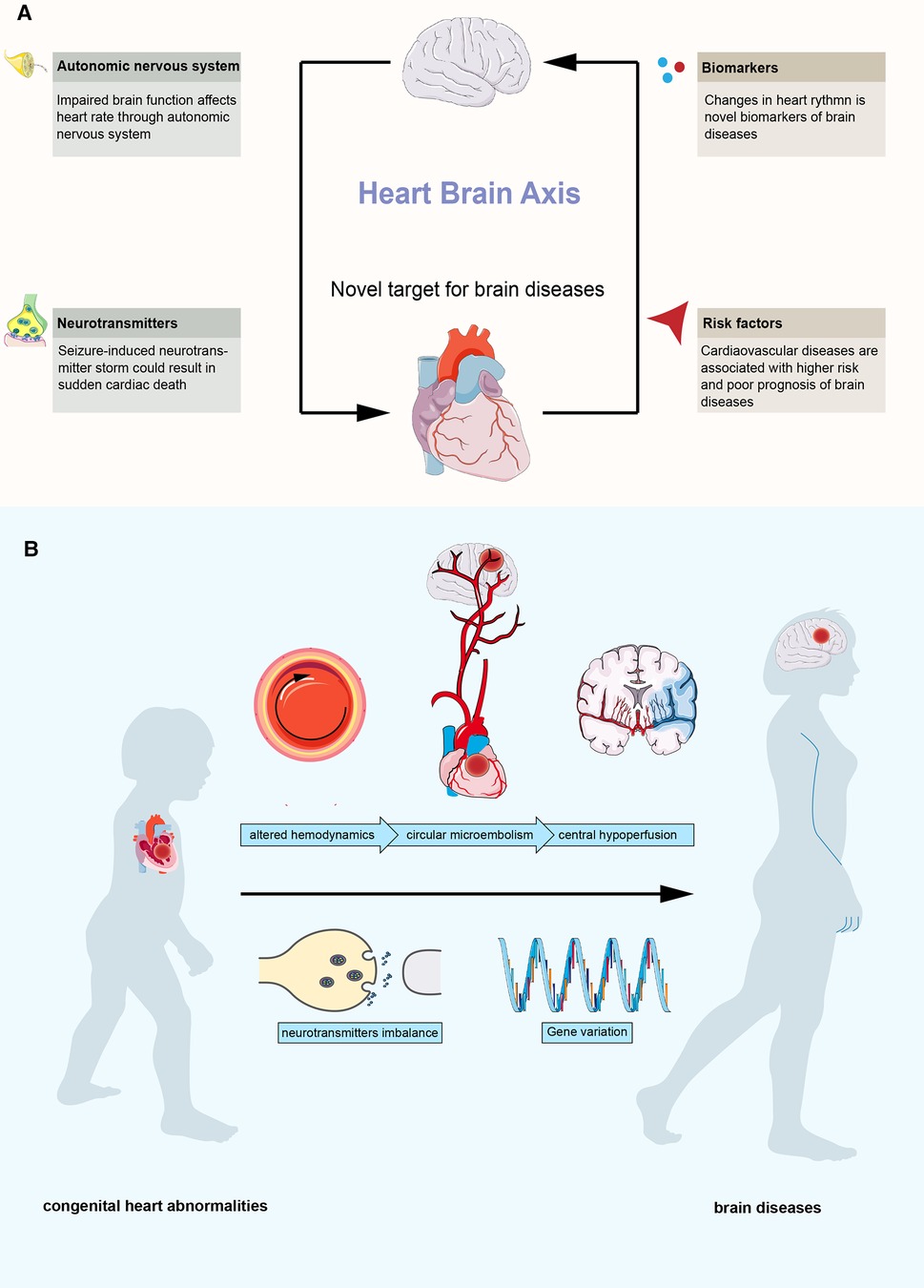 Frontiers Heart brain Axis Association Of Congenital Heart Abnormality And Brain Diseases